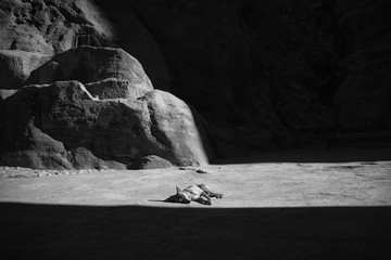 A street dog in Petra