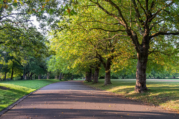 Fototapeta na wymiar Trees in Sefton Park in Liverpool