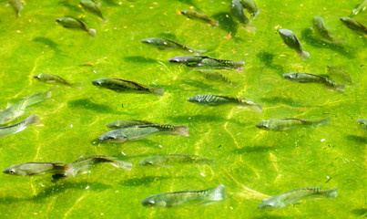 A fish swims in green water.
