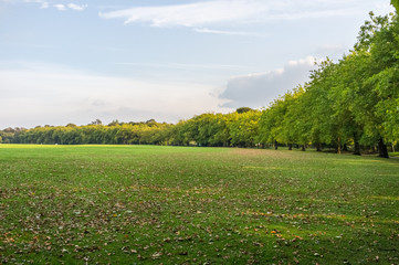 Trees in Sefton Park in Liverpool