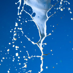 Splashes of white milk isolated on a blue background.