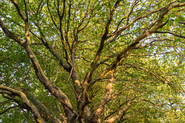 Trees in Sefton Park in Liverpool