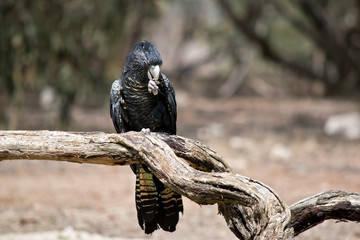 this is a female red tail cockatoo,