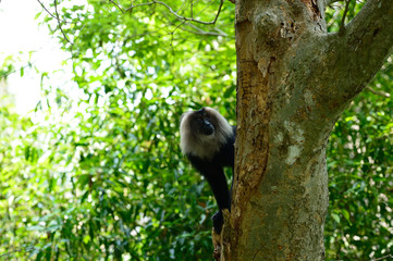 The lion-tailed macaque (Macaca silenus), or the wanderoo, is an Old World monkey endemic to the Western Ghats of South India.