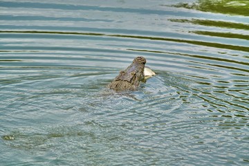 Crocodile with carp meal swimming towards the bank