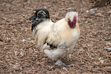 this is a close up of a rooster