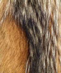 Animal fur as an abstract background.