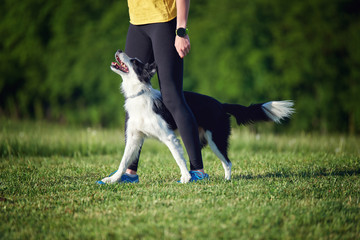 Border Collie and its owner during training outdoors, dog training school