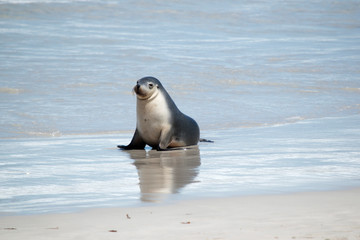 this is a female sea lion at Seal Bay