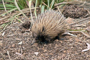 the short nosed  echidna  is looking for ants