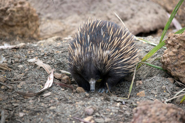 Naklejka na ściany i meble the short nosed echidna is looking for ants