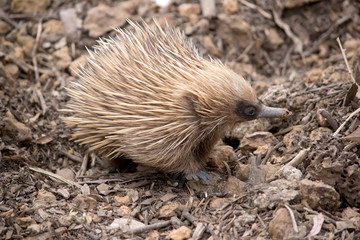 the short nosed  echidna  is looking for ants