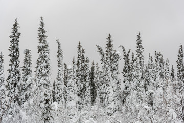 Winter cold forest, forest in northern Europe.Winter road with snow in Finland. Landscape of Lapland in Europe. Forest along highway during ride. Snowy trip. Cold driveway. 
