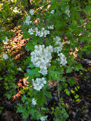 White flowers of hawthorn on branches in a spring park.