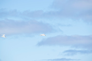 the terns are flying in the clouds