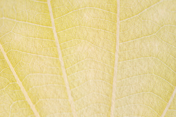 Yellow leaf pattern textured backdrop