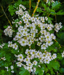 White flowers of hawthorn on branches in a spring park.