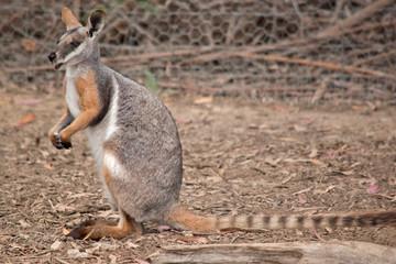this is a side view of a yellow tailed rock wallaby