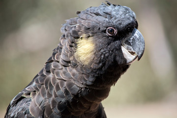 this is a close up of a yellow tailed cockatoo