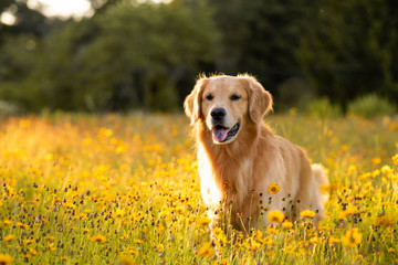 Golden Retriever in the field with yellow flowers. Beautiful dog with black eye Susans blooming....