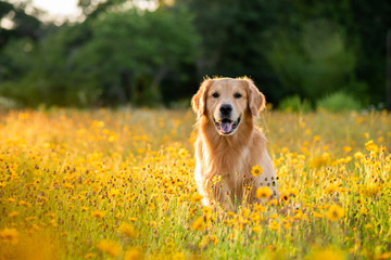 Golden Retriever in the field with yellow flowers. Beautiful dog with black eye Susans blooming....
