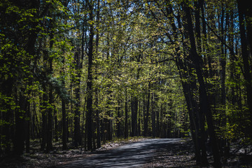 Fototapeta premium Path in a Forest of Blooming Trees