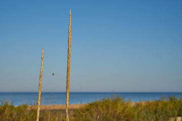 Image of a sandy beach.