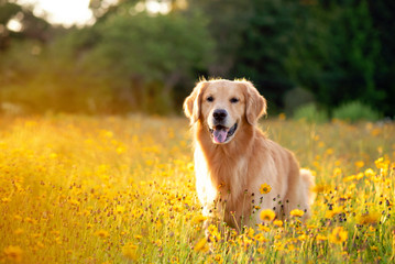 Golden Retriever in the field with yellow flowers. Beautiful dog with black eye Susans blooming. Retriever at sunset in a field of flowers and golden light.  - Powered by Adobe