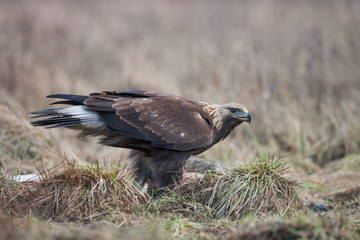 Eagle