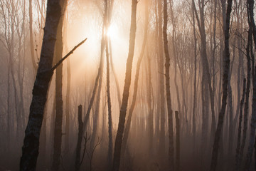 Obraz premium sunset in the forest