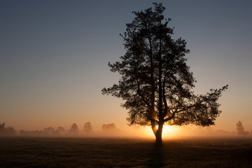 sunset in the forest