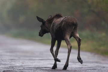 Fototapeta premium Moose