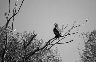 White-tailed eagle against the blue sky. Wild nature of Russia. Astrakhan Region. Russia