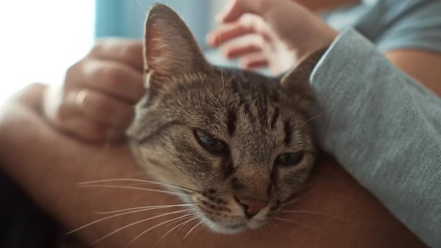 Сhild's hand petting grey domestic cat