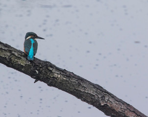 Kingfisher