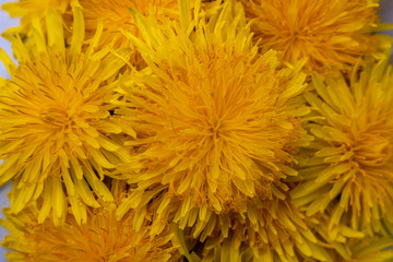Yellow spring flowers of dandelions.Background from yellow blossoms of the dandelion.