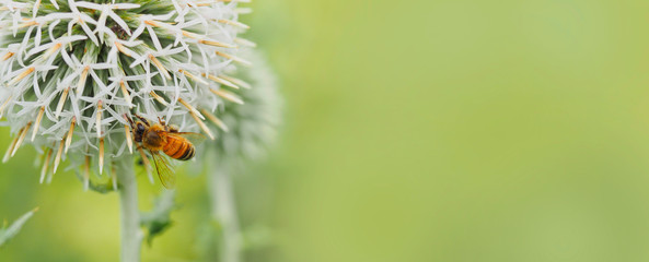 Macro photo of bee and white flower Echinops