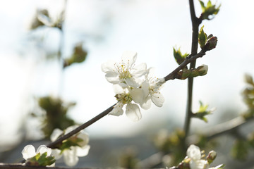 Flowering cherry tree in the garden