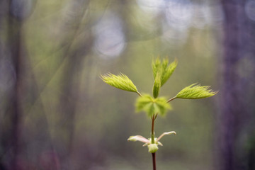 Acer platanoides (the Norway maple)