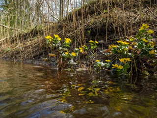 Plant with yellow petals.Group of Marsh Marigold (Caltha palustris) growing near a small river, spring blooms brightly