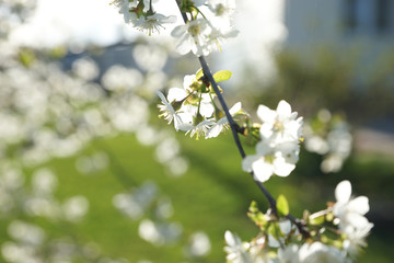 Flowering cherry tree in the garden