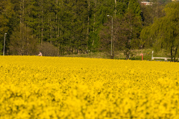 Stockholm, Sweden A person biking through in a field of rapeseed in the Ekero suburb.