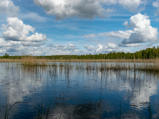 a developed bog lake, swampy meadows and bogs wonderful cumulus clouds and reflections in the water, Sedas heath, Latvia