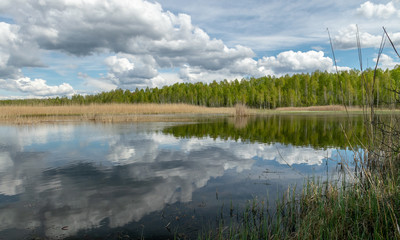 a developed bog lake, swampy meadows and bogs wonderful cumulus clouds and reflections in the water, Sedas heath, Latvia