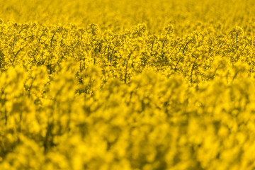 Stockholm, Sweden A field of yellow rapeseed flowers.