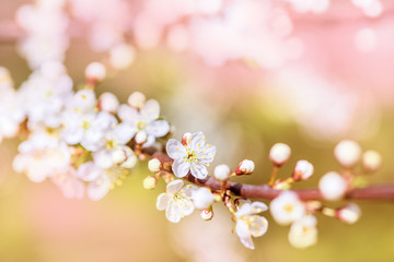 white blossoming cherry. Pink blurred bokeh background. Beautiful nature, flowers macro