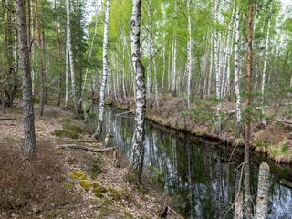 a swamp ditch, white birches along the edges, swamp grass and moss, wonderful reflections in the dark swamp water