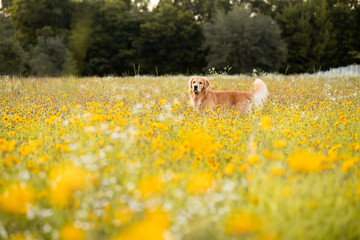 Golden Retriever in the field with yellow flowers. Beautiful dog with black eye Susans blooming....