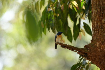 Tickell's blue flycatcher is a small passerine bird in the flycatcher family. This is an insectivorous species which breeds in tropical Asia