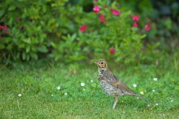 Song thrush (Turdus philomelos) in garden